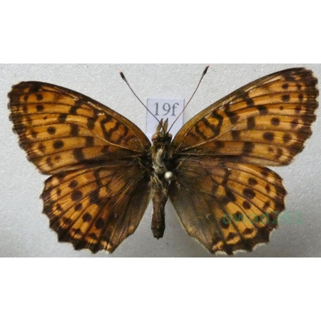 Brenthis ino Rottemburg, 1775 female Dostojka ino Poland19f